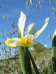 Iris orientalis
