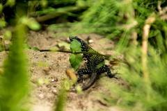 Podarcis muralis nigriventris