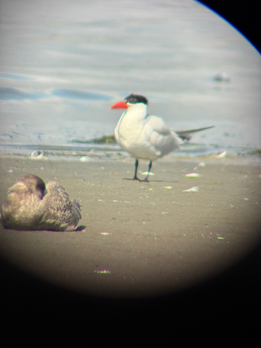 iNaturalist image