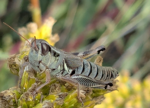 Large-headed Grasshopper