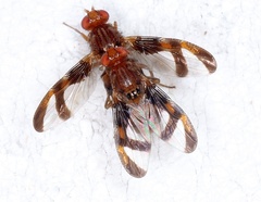 Xanthacrona tripustulata