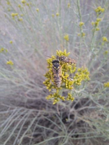 iNaturalist observation photo of Steniolia longirostra