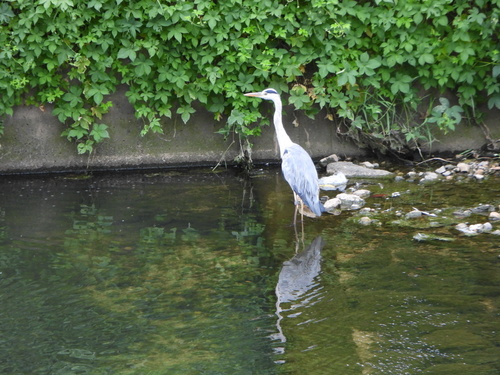 iNaturalist: (c) 정하경주, some rights reserved (CC BY-NC), uploaded by 정하경주 iNaturalist image