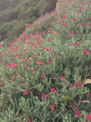 Carpobrotus aequilaterus