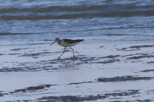 iNaturalist image