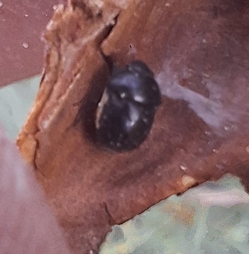 iNaturalist observation photo of Corimelaeninae