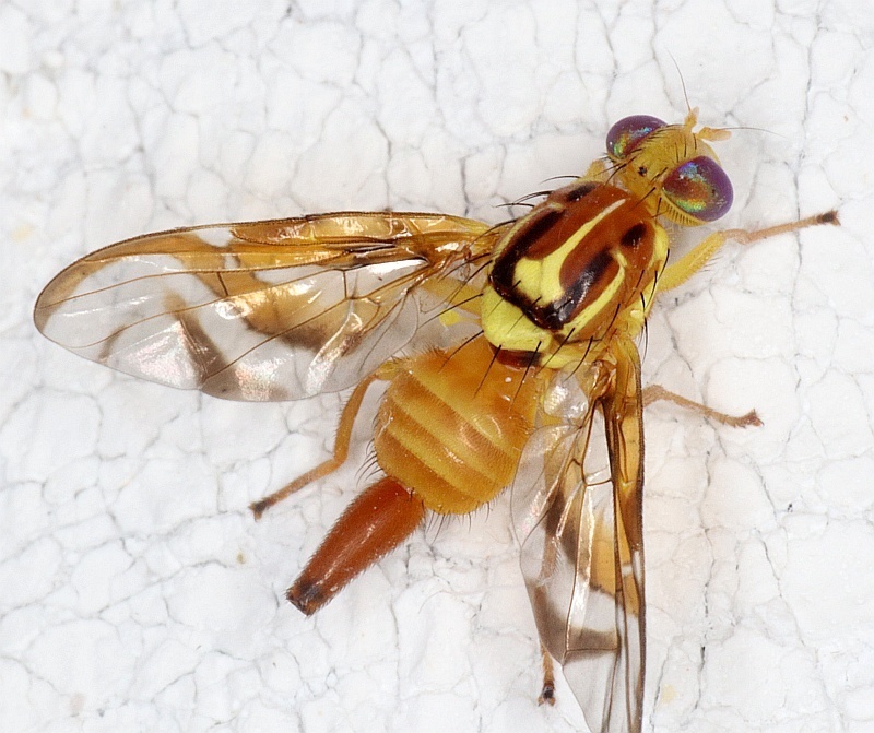Anastrepha striata