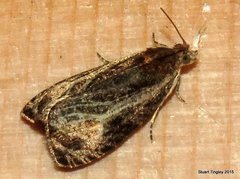 Olethreutes quadrifidum