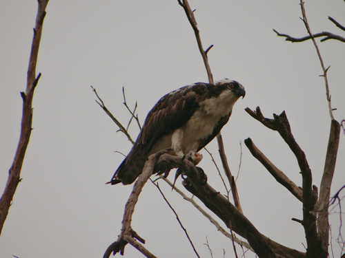 iNaturalist image