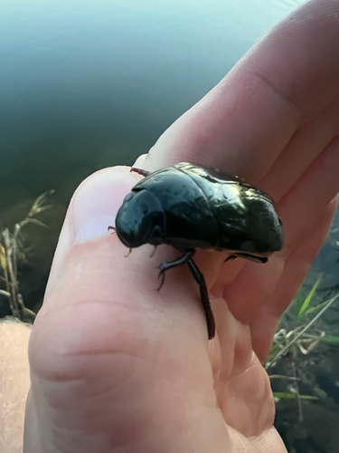 Giant Water Scavenger Beetle