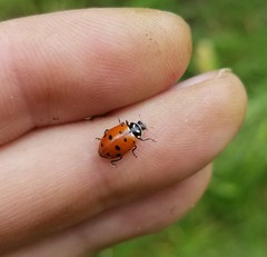 Hippodamia convergens