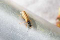 Rhagonycha lignosa