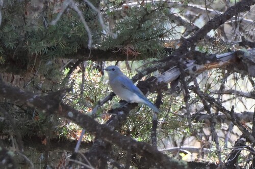 Mountain Bluebird