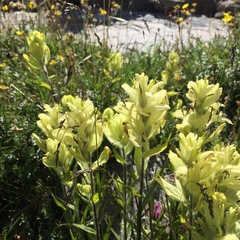 Castilleja occidentalis