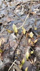 Erythronium americanum