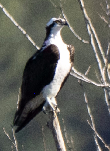 iNaturalist image