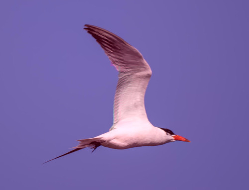 iNaturalist image