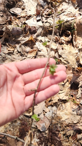 Ribes cynosbati, photograph 1