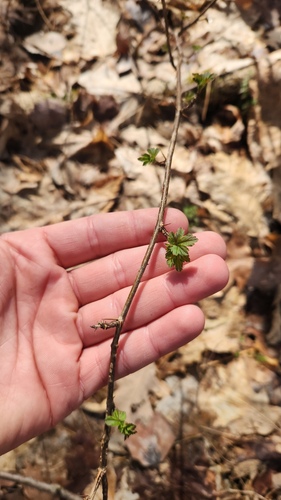 Ribes cynosbati, photograph 2