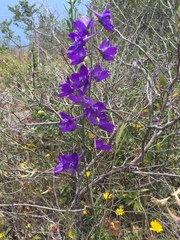 Delphinium pentagynum