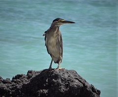Butorides striata rhizophorae