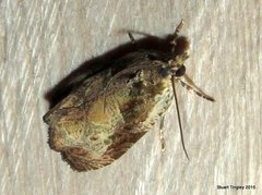 Olethreutes connectum