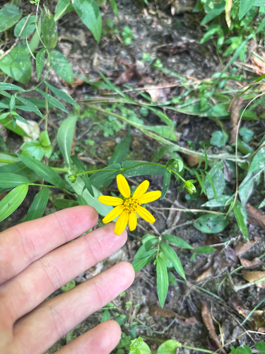 Jamesianthus alabamensis