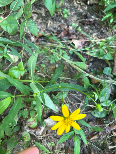 Jamesianthus alabamensis, photograph 2