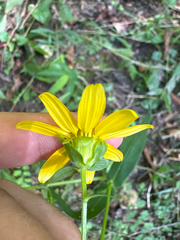 Jamesianthus alabamensis, photograph author not stated, no rights reserved