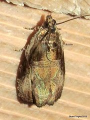 Olethreutes connectum