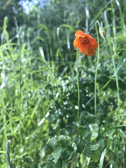 Papaver heterophyllum