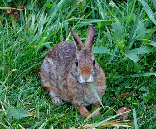 Appalachian Cottontail observed by coyotewote