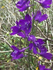 Delphinium pentagynum