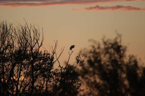 iNaturalist image