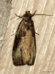 Olethreutes connectum