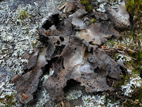 Pennsylvania Toadskin Lichen