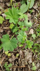 Alchemilla propinqua