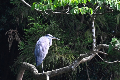 iNaturalist image