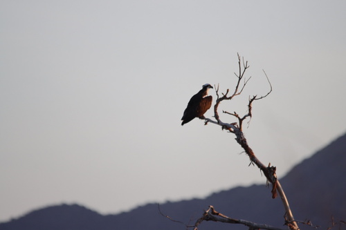 iNaturalist: (c) bradley_dickson07, some rights reserved (CC BY-NC) iNaturalist image