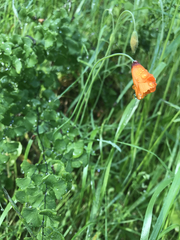 Papaver heterophyllum