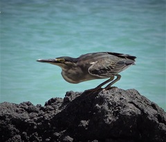 Butorides striata rhizophorae