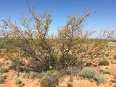 Vachellia vernicosa