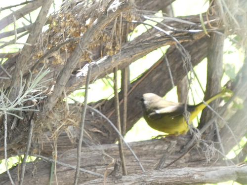 MacGillivray's Warbler