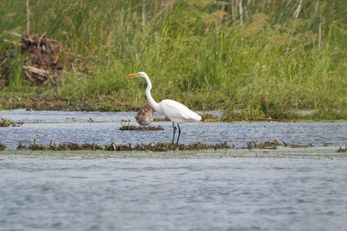 iNaturalist image