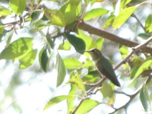 Selasphorus rufus
