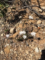 Iberis procumbens