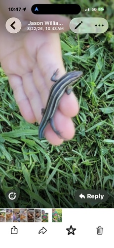 Common Five-lined Skink