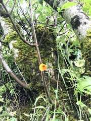 Papaver heterophyllum