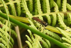 Pyrophaena granditarsis