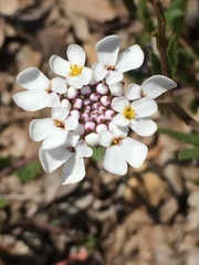 Iberis procumbens